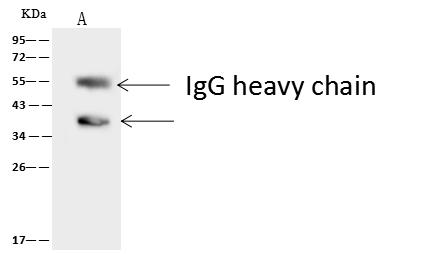 Anti-ISM1 Antibody | Rabbit anti-Human Polyclonal IHC,IP,WB | LSBio