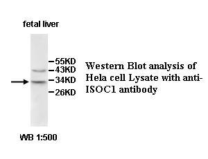ISOC1 Antibody