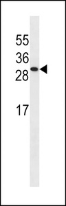 ISOC2 Antibody - ISOC2 Antibody western blot of A549 cell line lysates (35 ug/lane). The ISOC2 antibody detected the ISOC2 protein (arrow).
