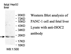 ISOC2 Antibody