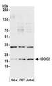 ISOC2 Antibody - Detection of human ISOC2 by western blot. Samples: Whole cell lysate (50 µg) from HeLa, HEK293T, and Jurkat cells prepared using NETN lysis buffer. Antibody: Affinity purified rabbit anti-ISOC2 antibody used for WB at 1:1000. Detection: Chemiluminescence with an exposure time of 30 seconds.