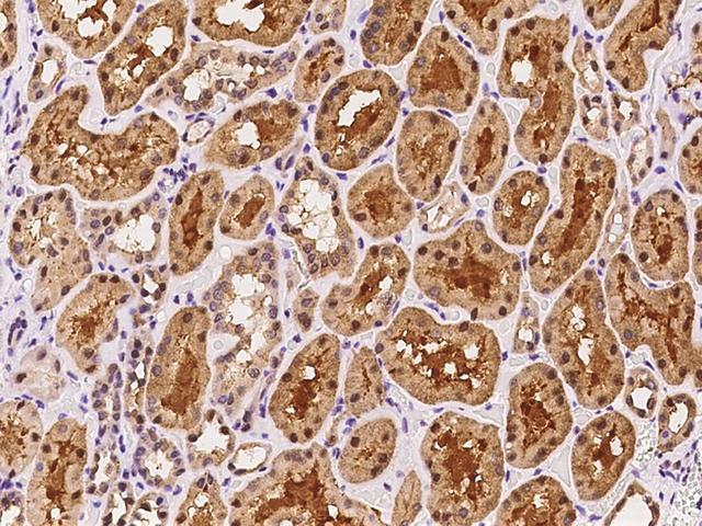 ISOC2 Antibody - Immunochemical staining of human ISOC2 in human kidney with rabbit polyclonal antibody at 1:100 dilution, formalin-fixed paraffin embedded sections.