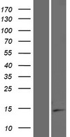 ISOC2 Protein - Western validation with an anti-DDK antibody * L: Control HEK293 lysate R: Over-expression lysate