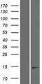 ISOC2 Protein - Western validation with an anti-DDK antibody * L: Control HEK293 lysate R: Over-expression lysate