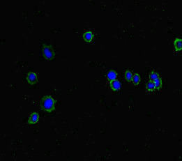ISPD / Nip Antibody - Immunofluorescent analysis of HepG2 cells diluted at 1:100 and Alexa Fluor 488-congugated AffiniPure Goat Anti-Rabbit IgG(H+L)