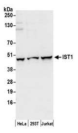 IST1 Antibody - Detection of human IST1 by western blot. Samples: Whole cell lysate (50 µg) from HeLa, HEK293T, and Jurkat cells prepared using NETN lysis buffer. Antibody: Affinity purified rabbit anti-IST1 antibody used for WB at 0.1 µg/ml. Detection: Chemiluminescence with an exposure time of 10 seconds.