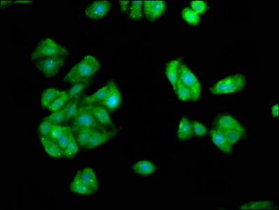 IST1 Antibody - Immunofluorescence staining of HepG2 cells at a dilution of 1:66, counter-stained with DAPI. The cells were fixed in 4% formaldehyde, permeabilized using 0.2% Triton X-100 and blocked in 10% normal Goat Serum. The cells were then incubated with the antibody overnight at 4 °C.The secondary antibody was Alexa Fluor 488-congugated AffiniPure Goat Anti-Rabbit IgG (H+L) .