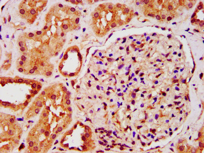 IST1 Antibody - Immunohistochemistry image at a dilution of 1:200 and staining in paraffin-embedded human kidney tissue performed on a Leica BondTM system. After dewaxing and hydration, antigen retrieval was mediated by high pressure in a citrate buffer (pH 6.0) . Section was blocked with 10% normal goat serum 30min at RT. Then primary antibody (1% BSA) was incubated at 4 °C overnight. The primary is detected by a biotinylated secondary antibody and visualized using an HRP conjugated SP system.