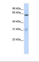 ISX Antibody - 721_B cell lysate. Antibody concentration: 1.0 ug/ml. Gel concentration: 12%.  This image was taken for the unconjugated form of this product. Other forms have not been tested.