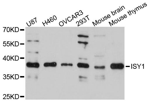 ISY1 Antibody - Western blot analysis of extracts of various cell lines, using ISY1 antibody at 1:3000 dilution. The secondary antibody used was an HRP Goat Anti-Rabbit IgG (H+L) at 1:10000 dilution. Lysates were loaded 25ug per lane and 3% nonfat dry milk in TBST was used for blocking. An ECL Kit was used for detection and the exposure time was 90s.