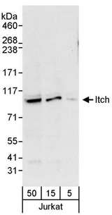 ITCH / AIP4 Antibody - Detection of Human Itch by Western Blot. Samples: Whole cell lysate (5, 15 and 50 ug) from Jurkat cells. Antibodies: Affinity purified rabbit anti-Itch antibody used for WB at 0.04 ug/ml. Detection: Chemiluminescence with an exposure time of 10 seconds.