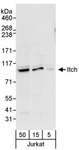 ITCH / AIP4 Antibody - Detection of Human Itch by Western Blot. Samples: Whole cell lysate (5, 15 and 50 ug) from Jurkat cells. Antibodies: Affinity purified rabbit anti-Itch antibody used for WB at 0.04 ug/ml. Detection: Chemiluminescence with an exposure time of 10 seconds.