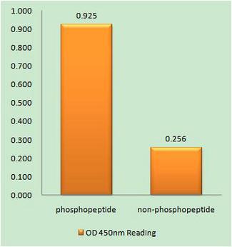 ITCH / AIP4 Antibody - The absorbance readings at 450 nM are shown in the ELISA figure.