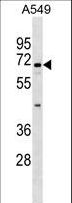 ITFG1 / TIP Antibody - ITFG1 Antibody western blot of A549 cell line lysates (35 ug/lane). The ITFG1 antibody detected the ITFG1 protein (arrow).