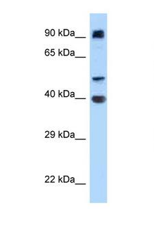 ITFG2 Antibody - ITFG2 antibody Western blot of HT1080 Cell lysate. Antibody concentration 1 ug/ml.  This image was taken for the unconjugated form of this product. Other forms have not been tested.
