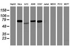 ITFG2 Antibody - Western blot of extracts (35 ug) from 9 different cell lines by using anti-ITFG2 monoclonal antibody (HepG2: human; HeLa: human; SVT2: mouse; A549: human; COS7: monkey; Jurkat: human; MDCK: canine; PC12: rat; MCF7: human).
