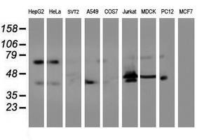 ITFG2 Antibody - Western blot of extracts (35 ug) from 9 different cell lines by using anti-ITFG2 monoclonal antibody (HepG2: human; HeLa: human; SVT2: mouse; A549: human; COS7: monkey; Jurkat: human; MDCK: canine; PC12: rat; MCF7: human).