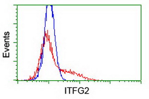 ITFG2 Antibody - HEK293T cells transfected with either overexpress plasmid (Red) or empty vector control plasmid (Blue) were immunostained by anti-ITFG2 antibody, and then analyzed by flow cytometry.