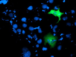ITFG2 Antibody - Anti-ITFG2 mouse monoclonal antibody immunofluorescent staining of COS7 cells transiently transfected by pCMV6-ENTRY ITFG2.