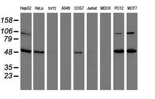 ITFG2 Antibody - Western blot of extracts (35 ug) from 9 different cell lines by using anti-ITFG2 monoclonal antibody.