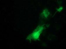 ITFG2 Antibody - Anti-ITFG2 mouse monoclonal antibody immunofluorescent staining of COS7 cells transiently transfected by pCMV6-ENTRY ITFG2.
