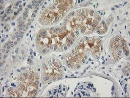 ITFG2 Antibody - IHC of paraffin-embedded Human Kidney tissue using anti-ITFG2 mouse monoclonal antibody.