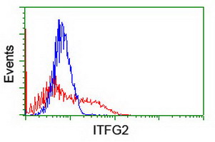 ITFG2 Antibody - HEK293T cells transfected with either overexpress plasmid (Red) or empty vector control plasmid (Blue) were immunostained by anti-ITFG2 antibody, and then analyzed by flow cytometry.