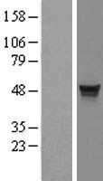 ITFG2 Protein - Western validation with an anti-DDK antibody * L: Control HEK293 lysate R: Over-expression lysate