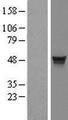ITFG2 Protein - Western validation with an anti-DDK antibody * L: Control HEK293 lysate R: Over-expression lysate