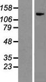 ITGA1/CD49a/Integrin Alpha 1 Protein - Western validation with an anti-DDK antibody * L: Control HEK293 lysate R: Over-expression lysate