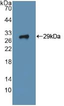 ITGA2 / CD49b Antibody - Western Blot; Sample: Recombinant ITGa2, Human.