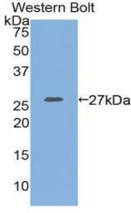 ITGA2 / CD49b Antibody - Western blot of recombinant ITGA2 / CD49b.  This image was taken for the unconjugated form of this product. Other forms have not been tested.