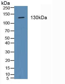 ITGA2 / CD49b Antibody - Western Blot; Sample: Porcine Stomach Tissue.