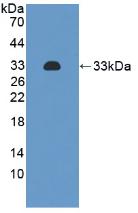 ITGA2 / CD49b Antibody - Western Blot; Sample: Recombinant ITGa2, Human.