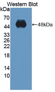 ITGA2 / CD49b Antibody - Western blot of ITGA2 / CD49b antibody.