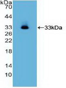 ITGA2 / CD49b Antibody - Western Blot; Sample: Recombinant ITGa2, Human.