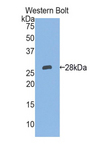 ITGA2 / CD49b Antibody - Western blot of recombinant ITGA2 / CD49b.  This image was taken for the unconjugated form of this product. Other forms have not been tested.
