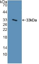 ITGA2 / CD49b Antibody - Western Blot; Sample: Recombinant ITGa2, Human.