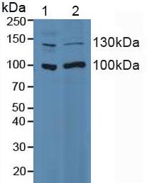 ITGA2 / CD49b Antibody - Western Blot; Sample: Lane1: Porcine Intestine Tissue; Lane2: Mouse Intestine Tissue.