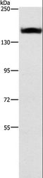 ITGA2 / CD49b Antibody - Western blot analysis of A431 cell, using ITGA2 Polyclonal Antibody at dilution of 1:300.