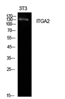 ITGA2 / CD49b Antibody - Western Blot analysis of extracts from NIH-3T3 cells using ITGA2 Antibody.