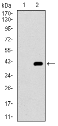 ITGA2B / CD41 Antibody - Western blot using ITGA2B monoclonal antibody against HEK293 (1) and ITGA2B (AA: 45-149)-hIgGFc transfected HEK293 (2) cell lysate.