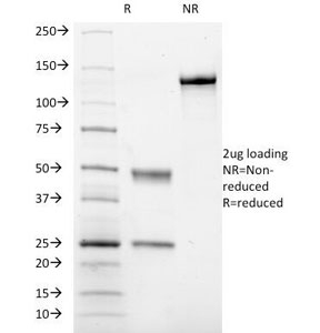 ITGA2B / CD41 Antibody - SDS-PAGE Analysis of Purified, BSA-Free CD41 Antibody (clone ITGA2B/1036). Confirmation of Integrity and Purity of the Antibody.