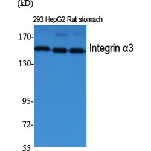 ITGA3 / CD49c Antibody - Western blot of Integrin alpha3 antibody