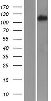 ITGA3 / CD49c Protein - Western validation with an anti-DDK antibody * L: Control HEK293 lysate R: Over-expression lysate