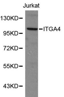 ITGA4 / VLA-4 / CD49d Antibody - Western blot of Integrin alpha 4 pAb in extracts from Jurkat cells.