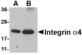 ITGA4 / VLA-4 / CD49d Antibody - Western blot of Integrin alpha 4 using (A) 25 and (B) 100 ng of recombinant Integrin alpha 4 with Integrin alpha 4 antibody at 1 ug/ml.