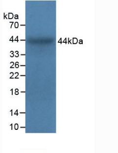 ITGA5/Integrin Alpha 5/CD49e Antibody - Western Blot; Sample: Recombinant ITGa5, Bovine.