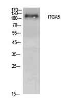 ITGA5/Integrin Alpha 5/CD49e Antibody - Western Blot analysis of extracts from Hela cells using ITGA5 Antibody.