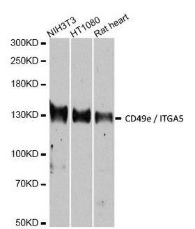 ITGA5/Integrin Alpha 5/CD49e Antibody - Western blot analysis of NIH/3T3, HT1080 cell lysates and rat heart tissue lysate using Rabbit anti CD49e antibody at a 1/1000 dilution. 3% non-fat dry milk was used for blocking.